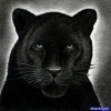 mellowd