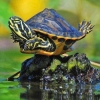 PinkTurtle